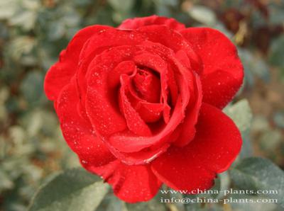 where to find roses for sale online? ()